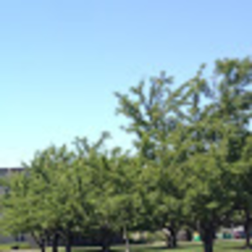 Meet your Posher, Elisheva